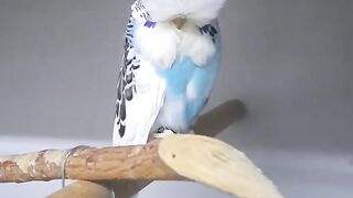 Bird's lover♥️ 18