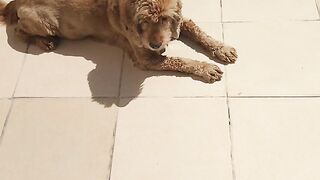 Sunny Doggo Sunbathing