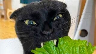 Best Funny Animal Videos Of The 2023 ???? - Funniest Cats And Dogs Videos ???????? 27