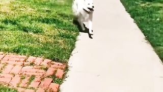 This video can cheer you up