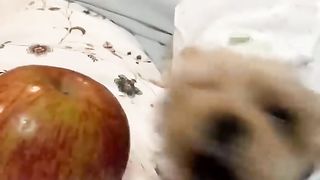 Funny Animals Shorts 187 :-) rooster & cat friendship ???? Cats Dogs Pets laugh viral video