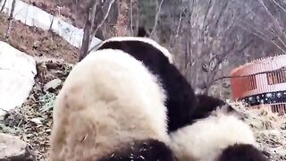 Two live treasures rushing to eat
