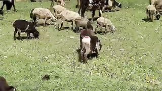 Mountain Animal 2