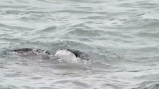 Perjuangan seekor burung mencari ikan ditengah lautan