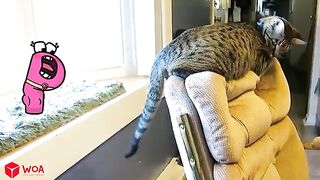 Funny animals - Funny cats / dogs - Funny animal videos - Alphabet Lore in Real Life - Woa Doodland 2