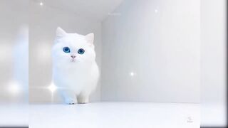 Funny Cats Animal Compilation Funniest Animals Videos