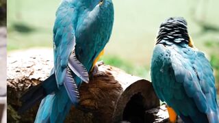 Burung burung yang cantik