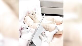 Funny Animal Videos 2023 - Funniest Dogs And Cats Videos part  17