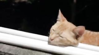 Funny animal-003