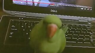 My parrot reacting on music it's so cute ????