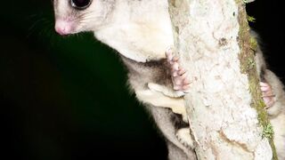 Scent Detectives: Unraveling the Powerful Sense of Smell in Sugar Gliders