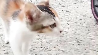 Kitten are neglected by their mother