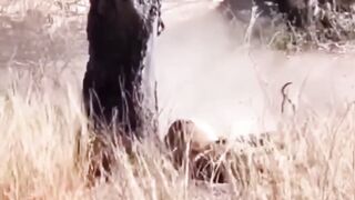 Tiger vs deer #yearofyou