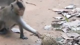 Monyet dan Katak