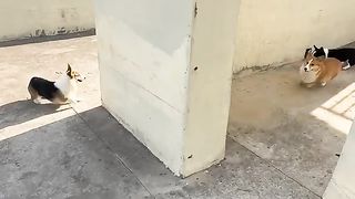 FUNNY DOGS COMLITION