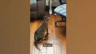 funny kids and pets compilation
