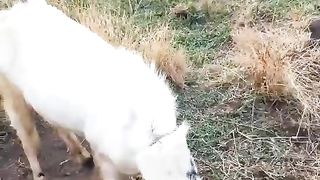 Beautiful Goat in pakistan/Bhara kahu goat/sohailT22vlog