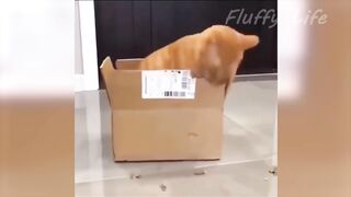 Funny Animal Videos 2023  Funniest Dogs And Cats Videos part18