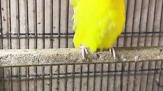 Bird's lover♥️ 19