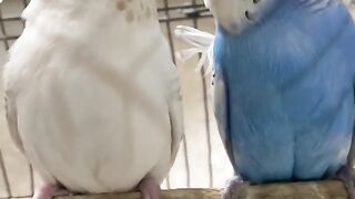 Bird's lover♥️ 21