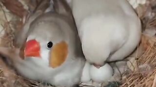 Bird's lover♥️ 23
