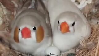 Bird's lover♥️ 24