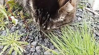 НОРВЕГИЯ  СТРАНА НА КОТКИТЕ