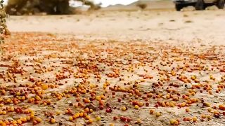 Thar Nature