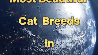 Top 10 Most POPULAR Cat Breeds in the World