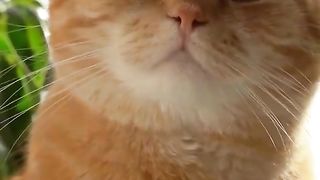 20 Most Popular Male Cat Names