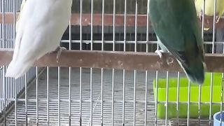 Bird's lover♥️ 30