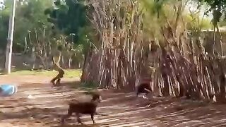 Vidéo funny ????????????????
