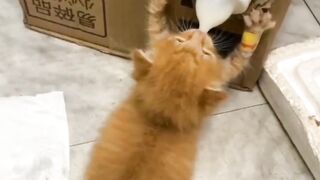 Cute funny cats video watch and Subsrcribe please