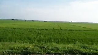 ricefield 2