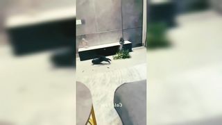 Best Funny Animal Videos Of The 2023 - Funniest Cats And Dogs Videos