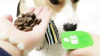 Me and my stupid dog every day1