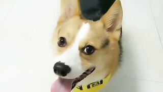Me and my stupid dog every day2