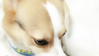Me and my stupid dog every day3