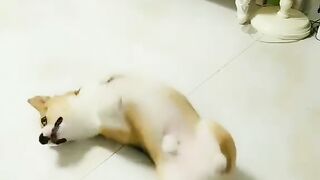Me and my stupid dog every day4