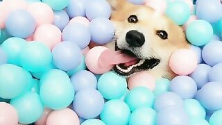 Me and my stupid dog every day5