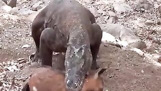 OMG ......SEE WHAT KIND OF ANIMAL THIS