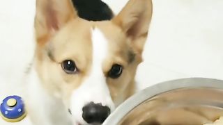 Me and my stupid dog every day6