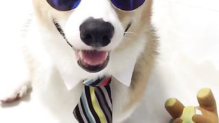 Me and my stupid dog every day7