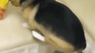 Me and my stupid dog every day8