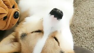 Me and my stupid dog every day10