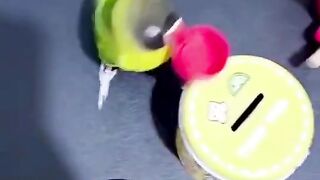 smart bird