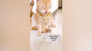 New Funny Animals ???? Funniest Cats and Dogs Videos ????????