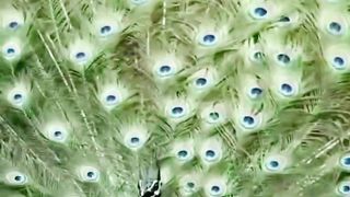 Peacock ???? beautiful moment