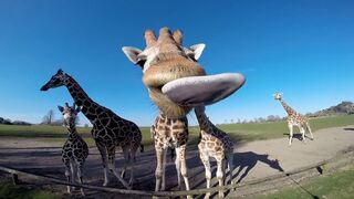 FUNNIEST Exotic Animals | Best Compilation
