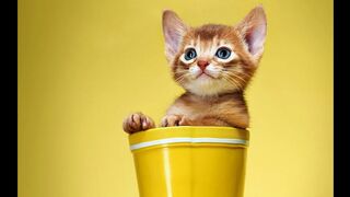 Funniest Animal Moments